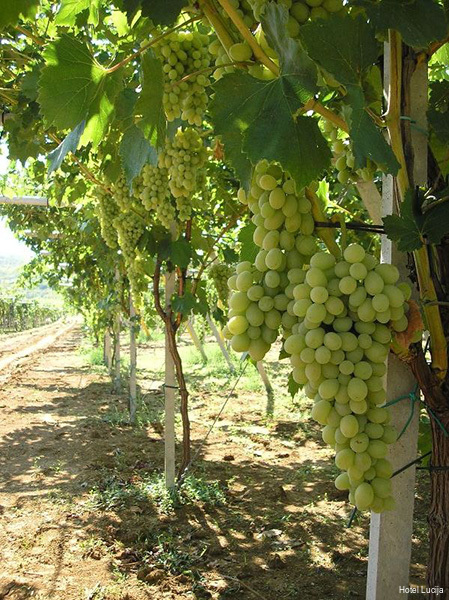 Фото Hotel Lucija