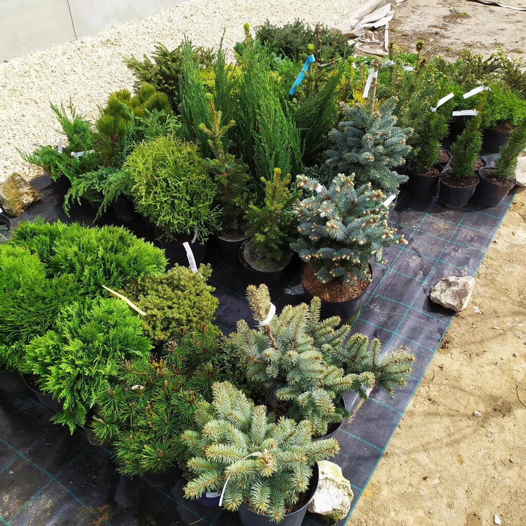 Садовый центр НьюДорф, Москва и Московская область, фото