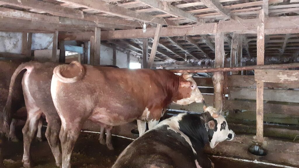 Yiğit Kasap, kasap, şarküteri, Sahilköy Mah., İstanbul Cad., No122