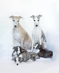 Kennel whippets Iz Sagi o Gardarike (dachny posyolok Zelenogradskiy, mikrorayon Polyanka, 19), vivero de animales