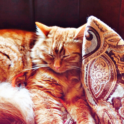 Кондитерская Рыжий кот, Львов, фото