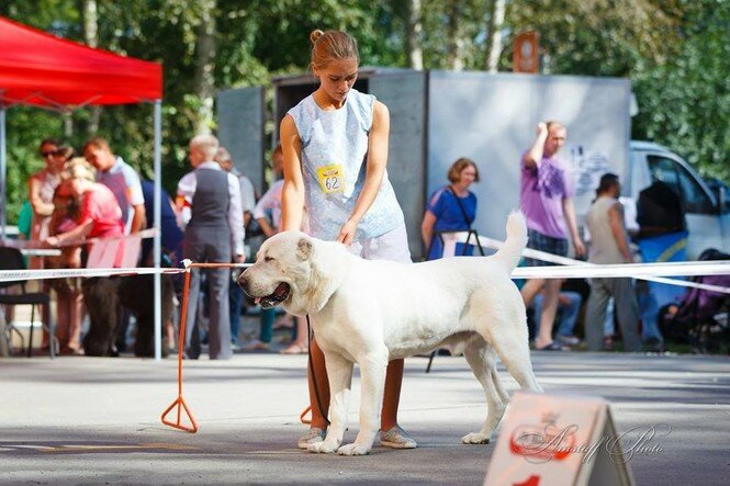 مربي الحيوانات Kennel Oessenn Stil Central Azian Shepherd Dog ، مقاطعة سفيردلوفسك، صورة