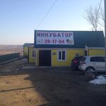 Inkubator (Stavropol, 6), egg and poultry meat