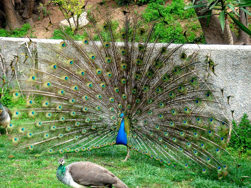 Фото Ай-Лия