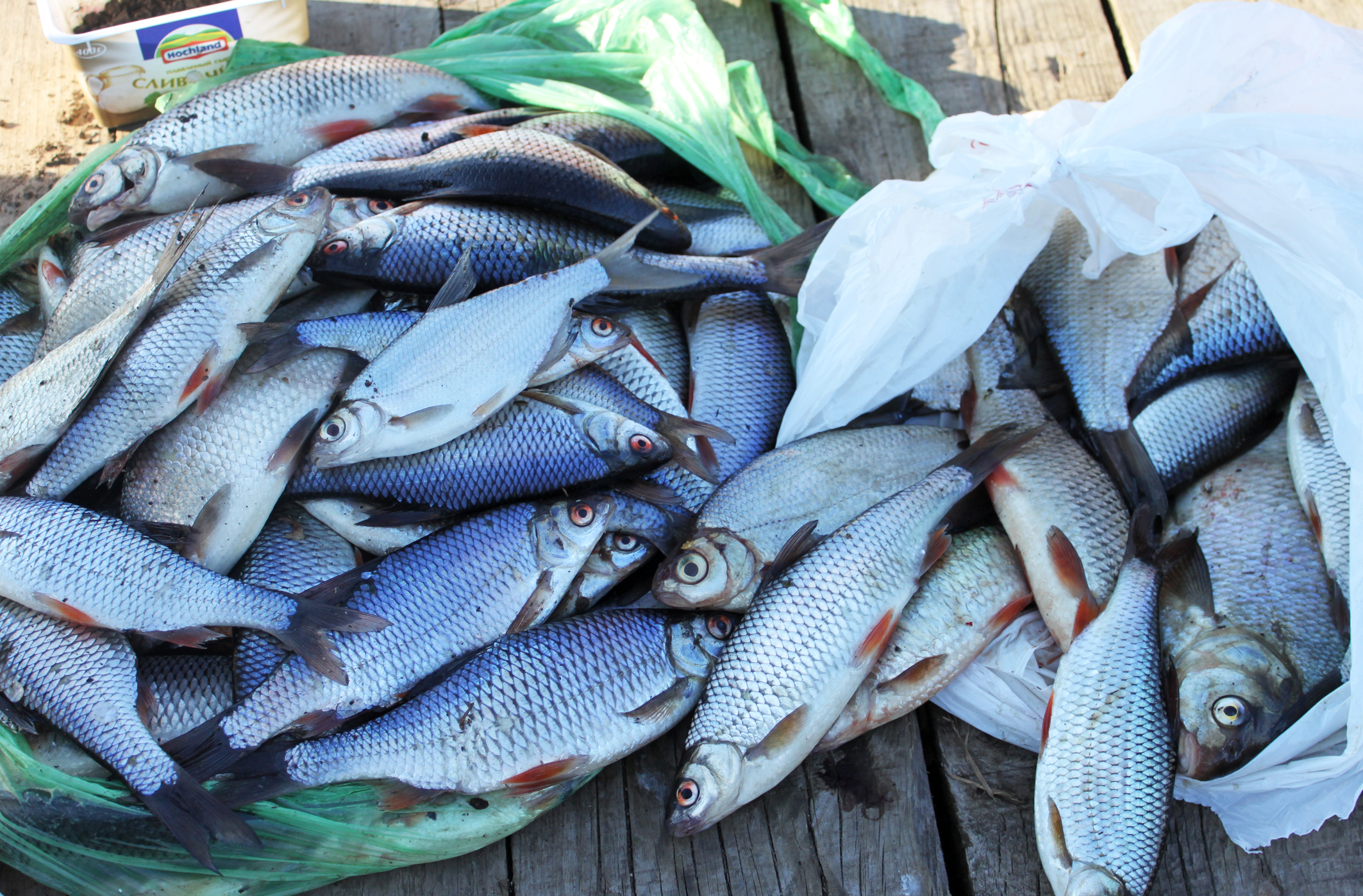 Фото Свирская