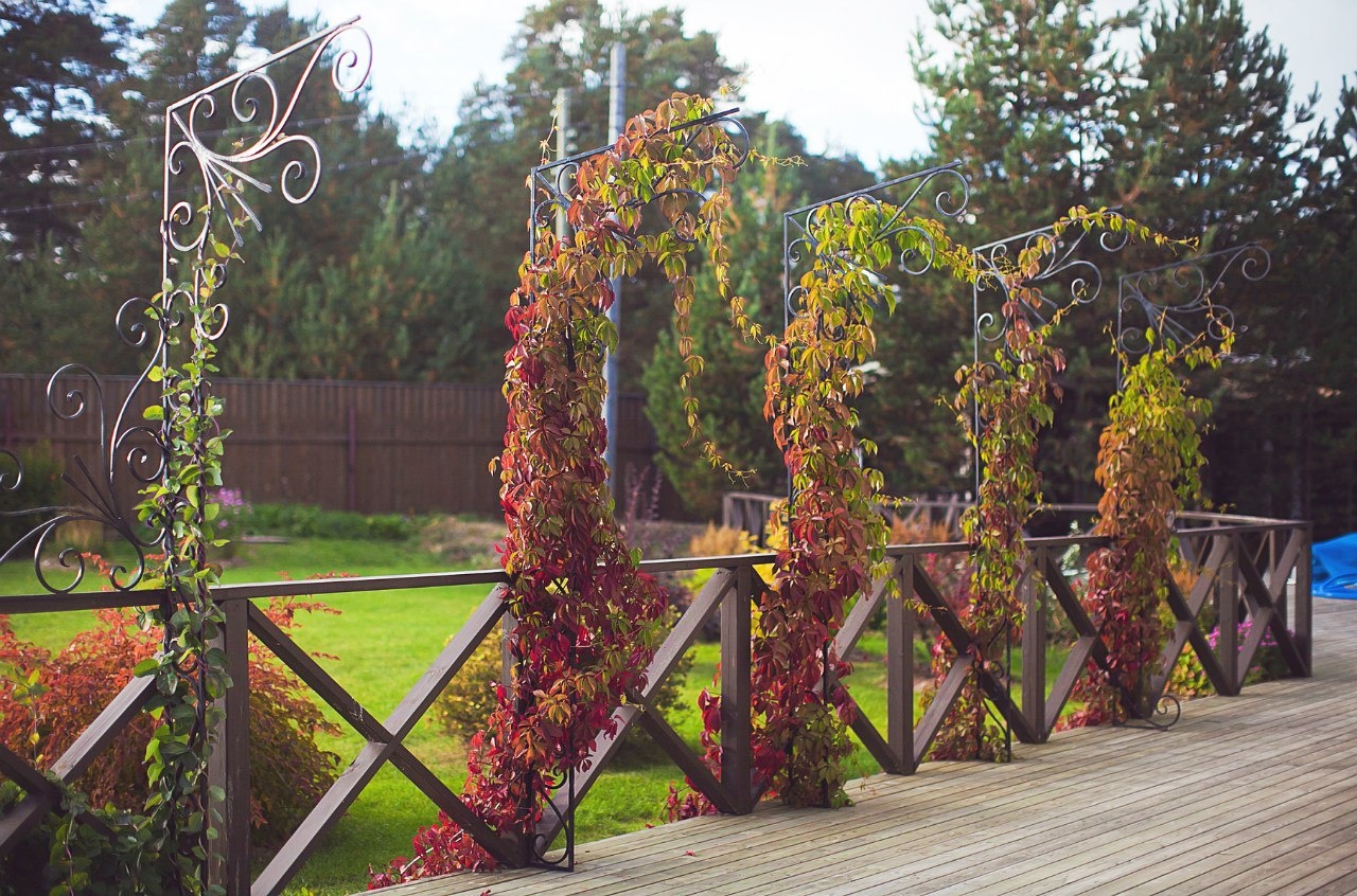 Фото Villa Vitele