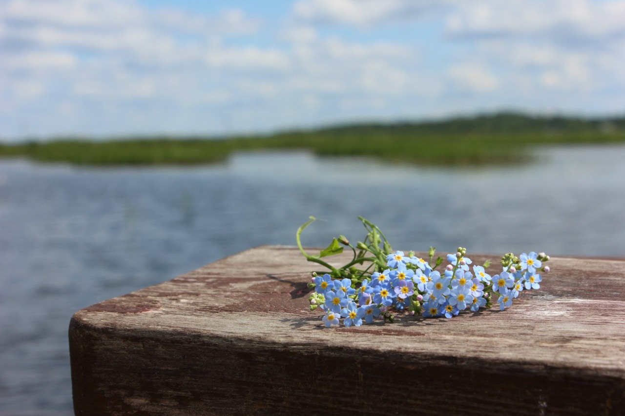 Фото Вселуг