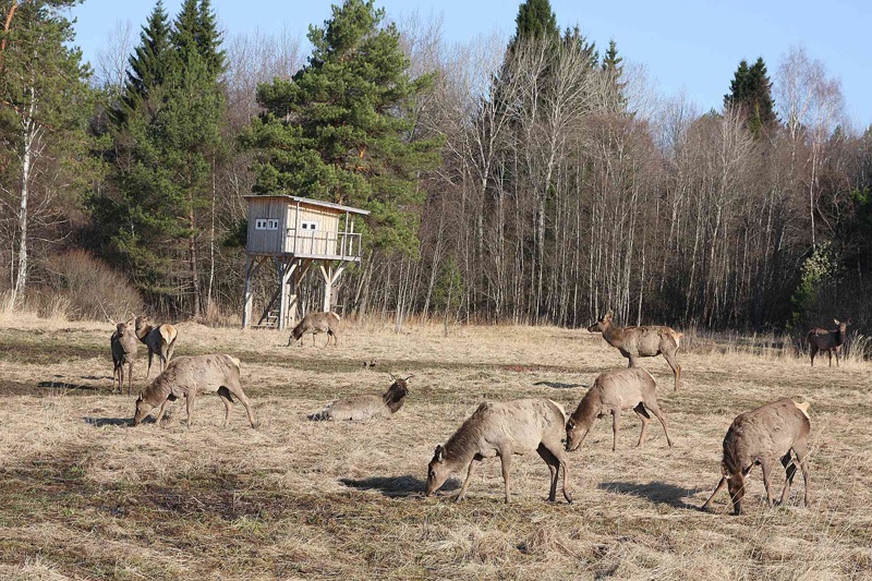 Фото Королевская охота