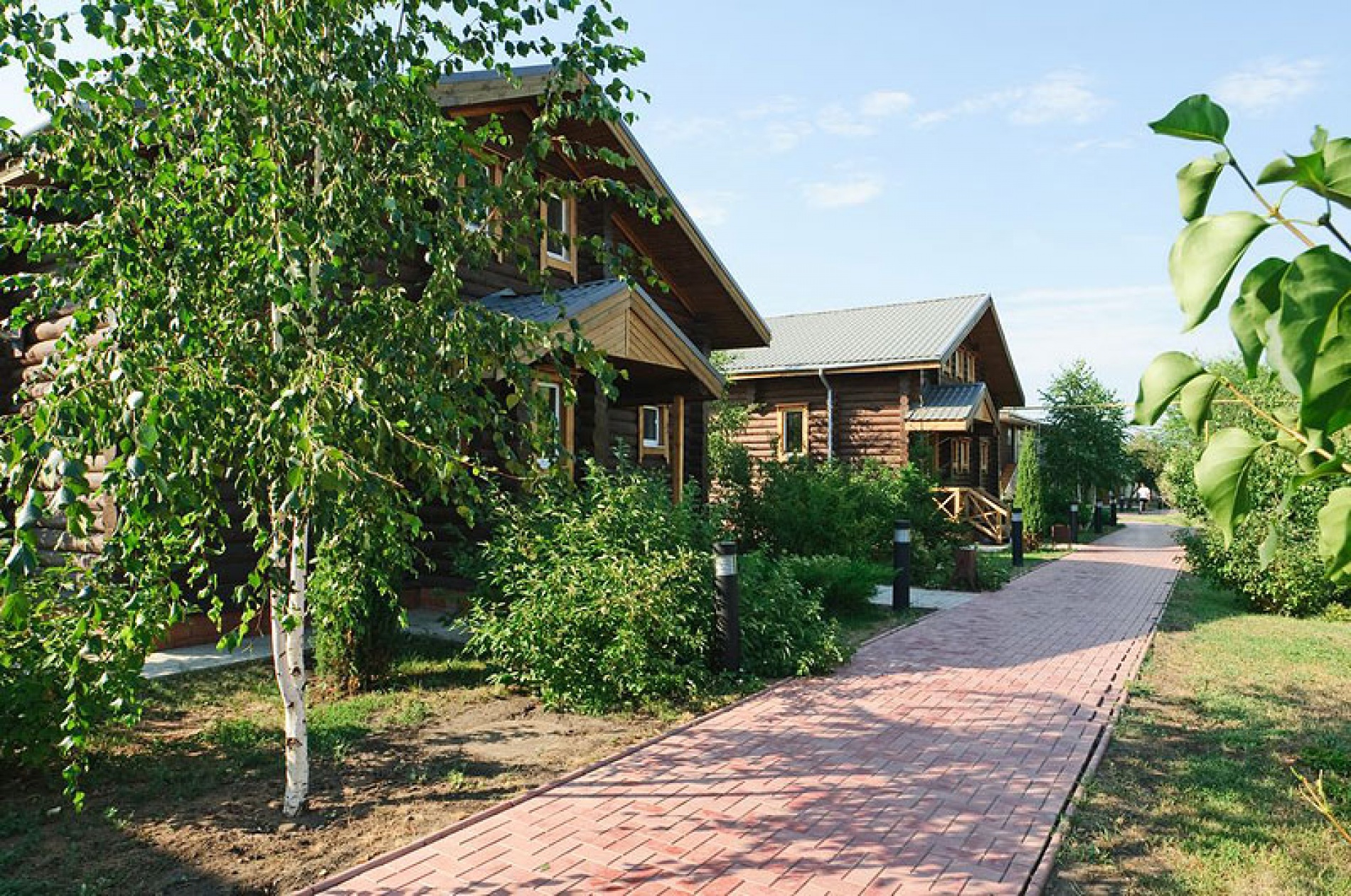 Фото Подсолнух