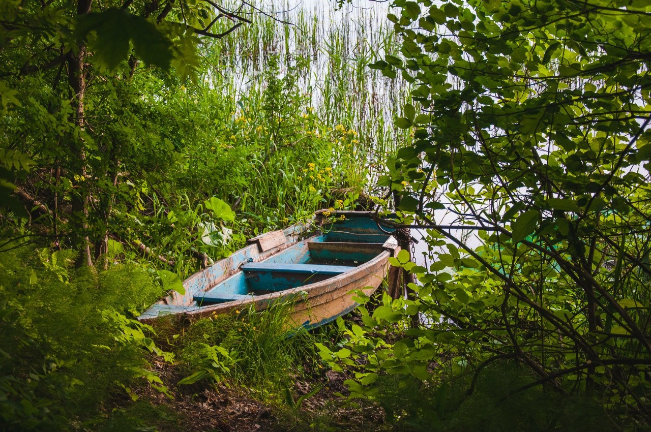 Фото Лесная дача