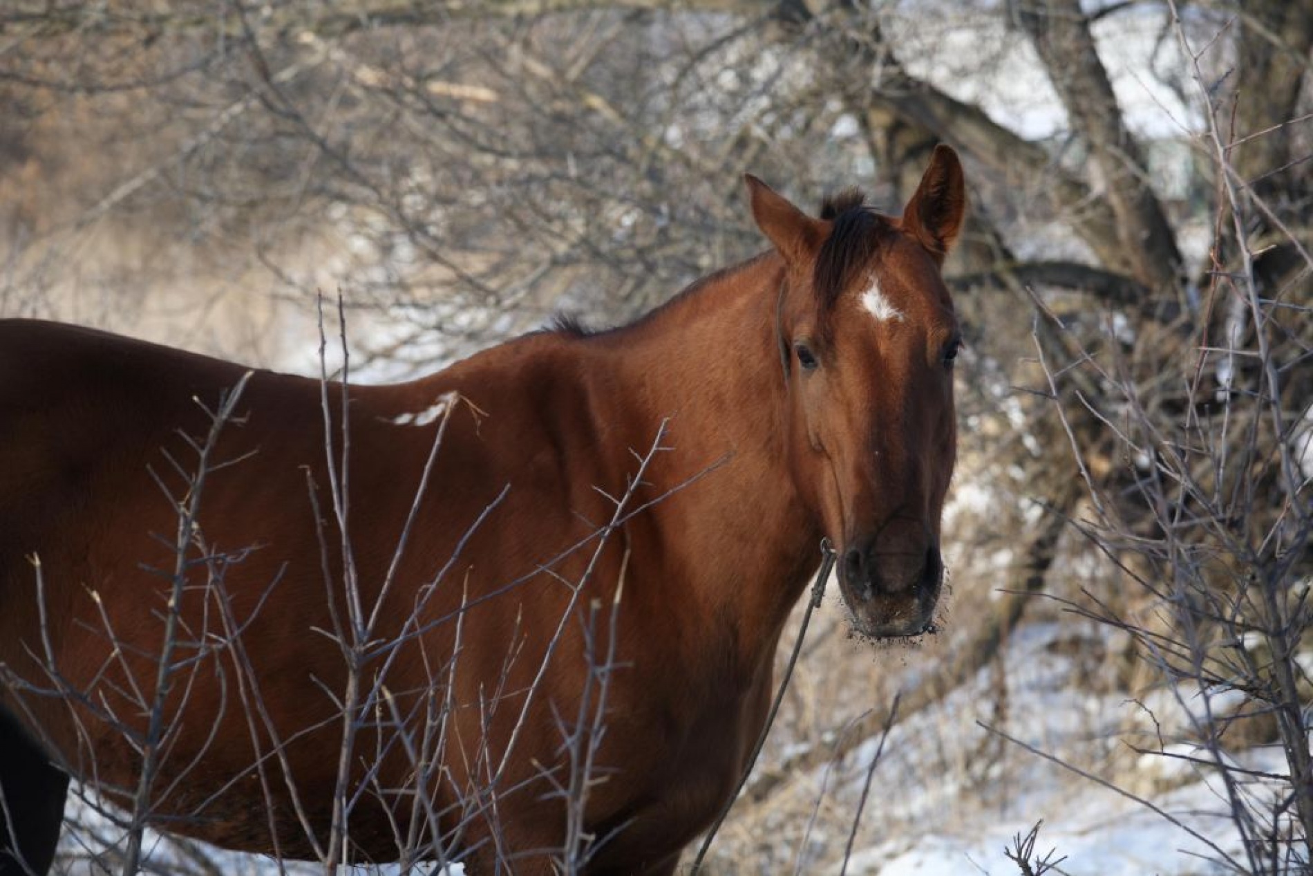 Фото Старая мельница