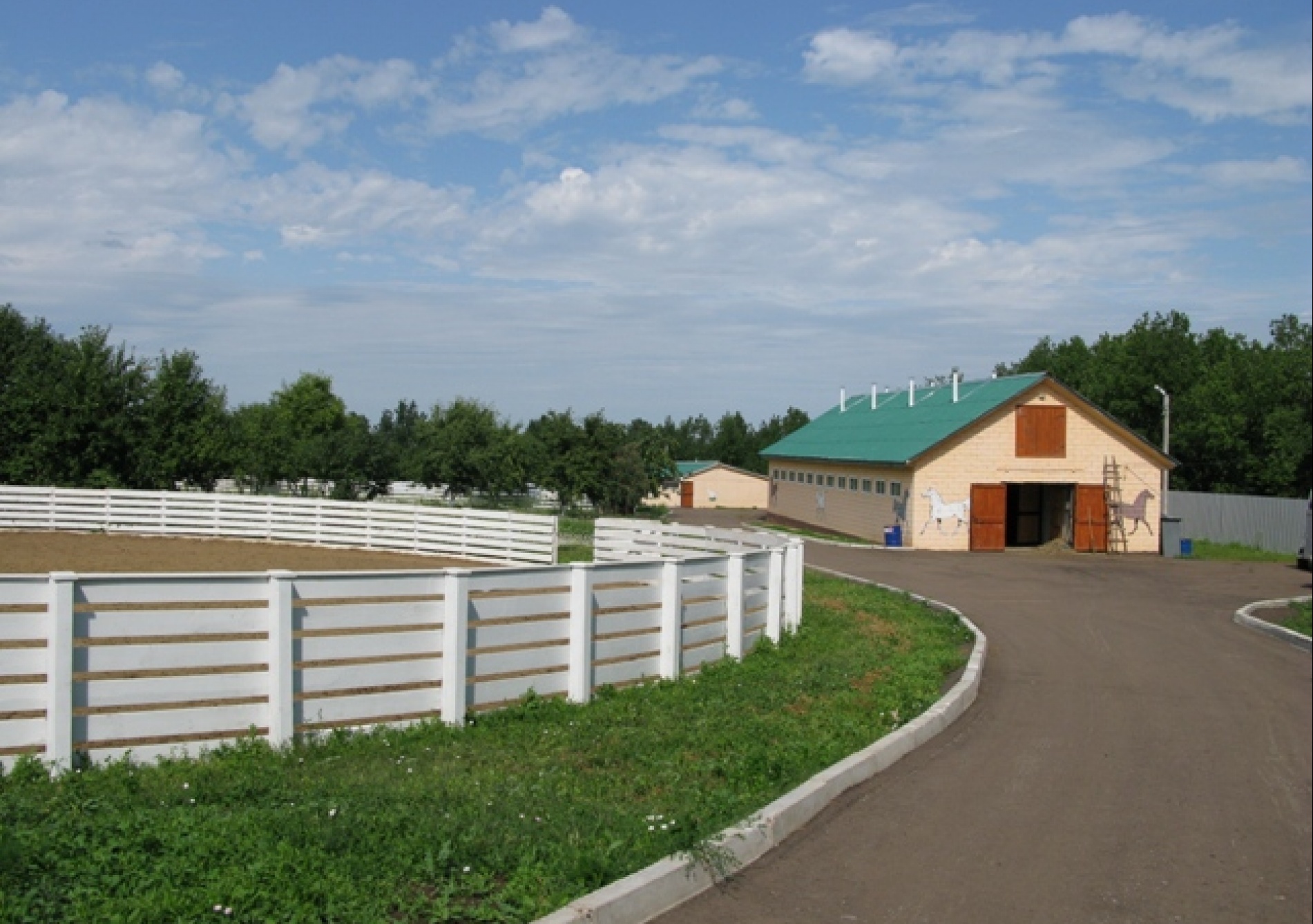 Фото Алая роза