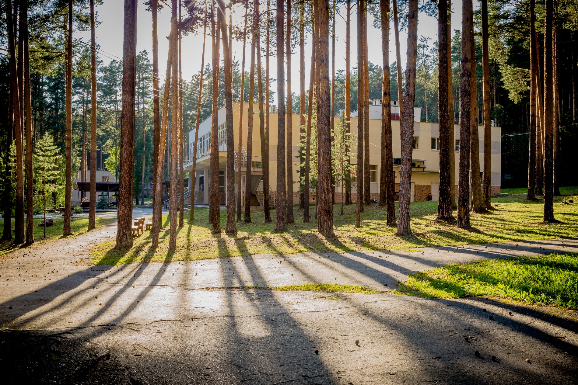 Фото Иволга