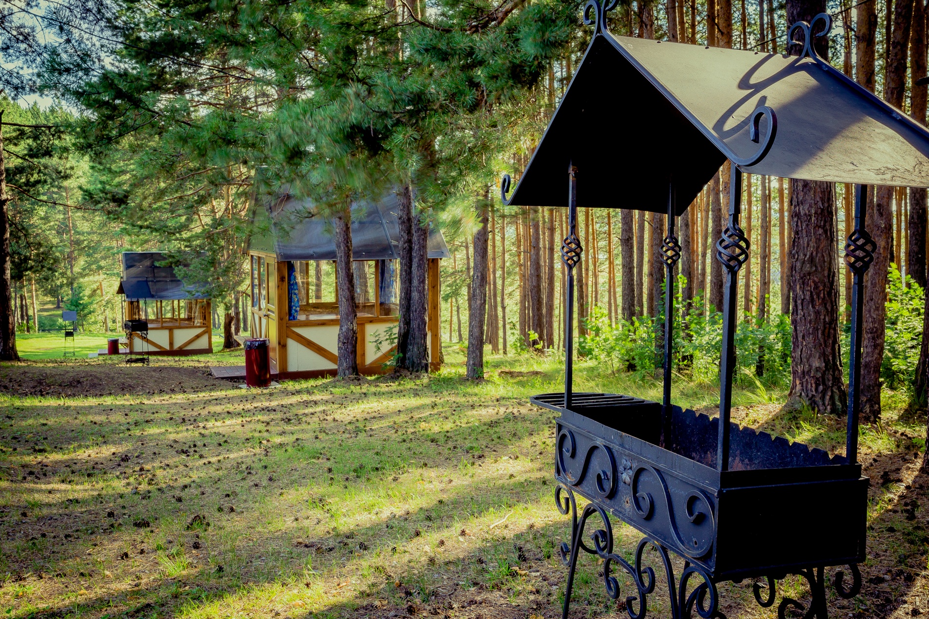 Фото Иволга