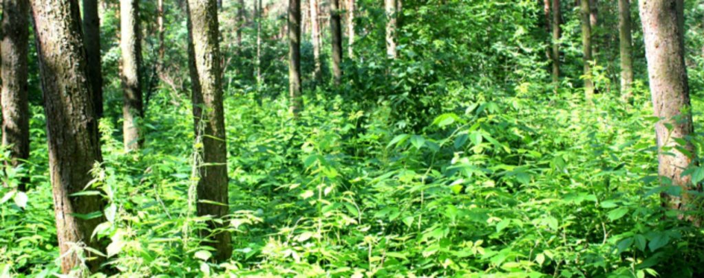 Фото Бобачёвская роща