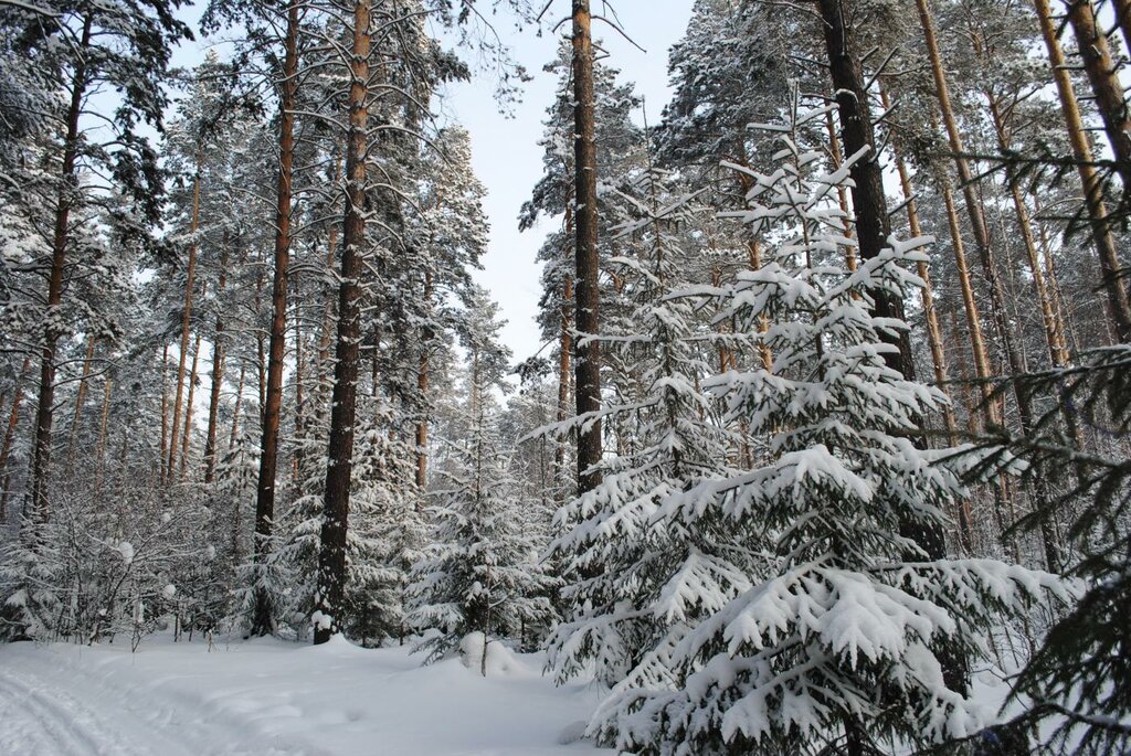Заельцовский парк новосибирск зимой
