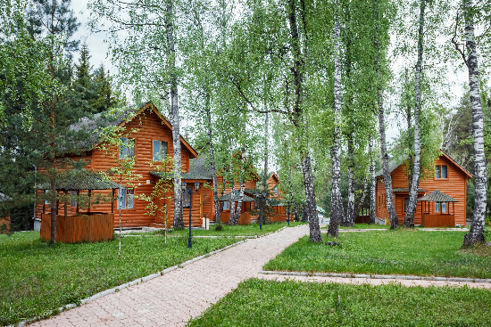 Фото Берёзовая роща