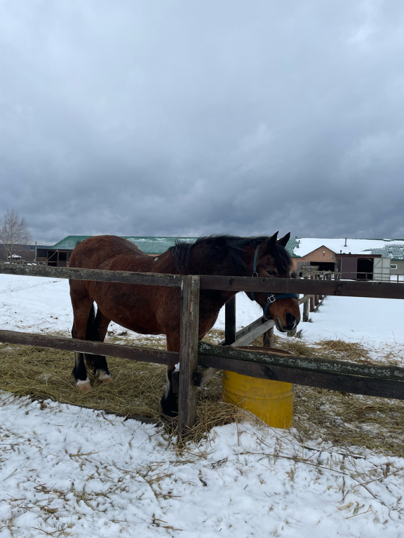 Фото Petro Castle