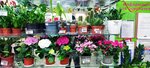 Цветы Заполярья (Askoldovtsev Street, 28), flower shop