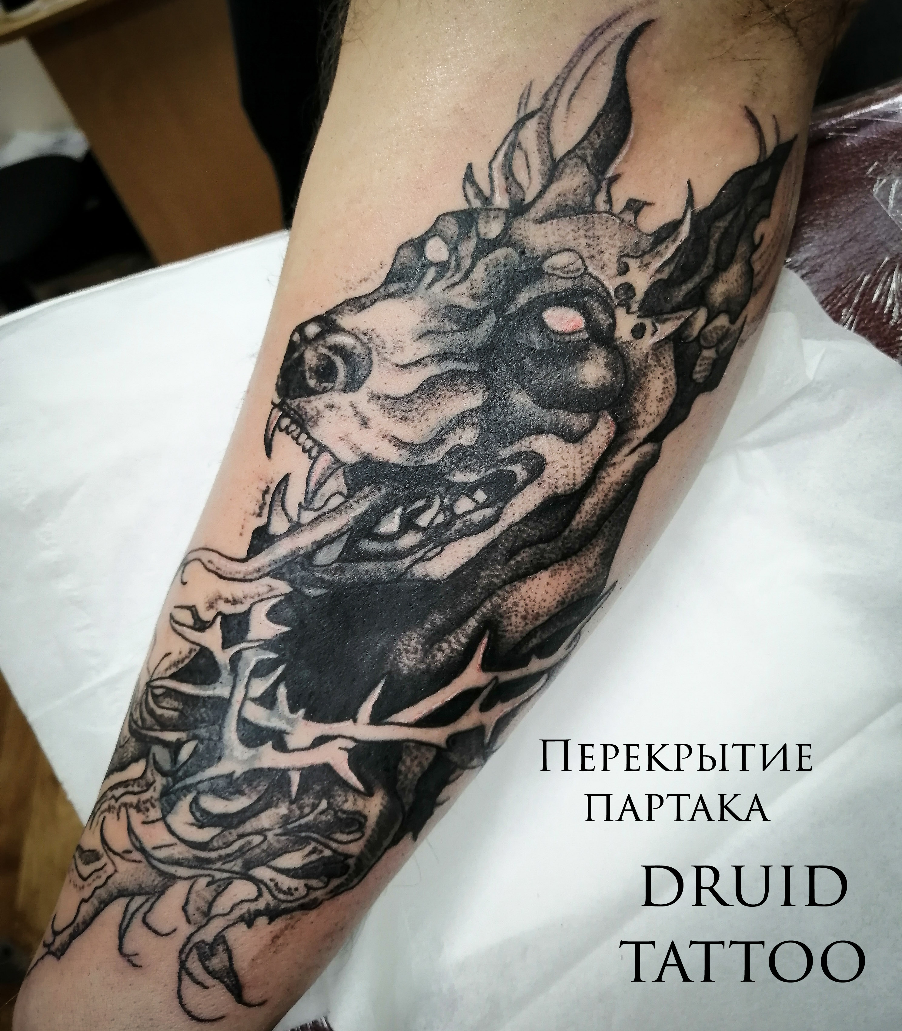 Exploring the Sacred Animals of the Quarters in the Druid Tradition - The  Druids Garden, image size:2976x3402