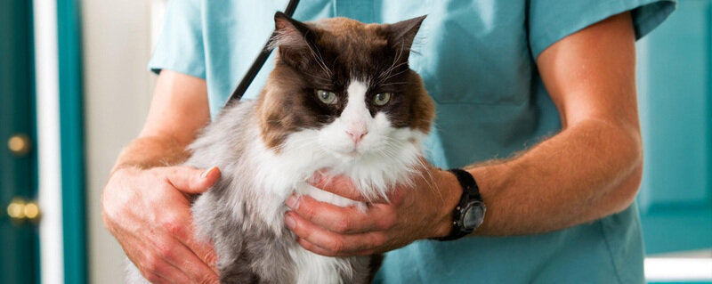 عيادة بيطرية Tul'skoe ob edinenie veterinarii ، ، صورة