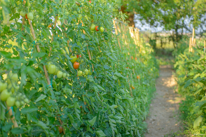 Фото Hotel Cristallo Riccione