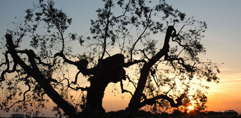 Фото B&b Palazzo Ducale