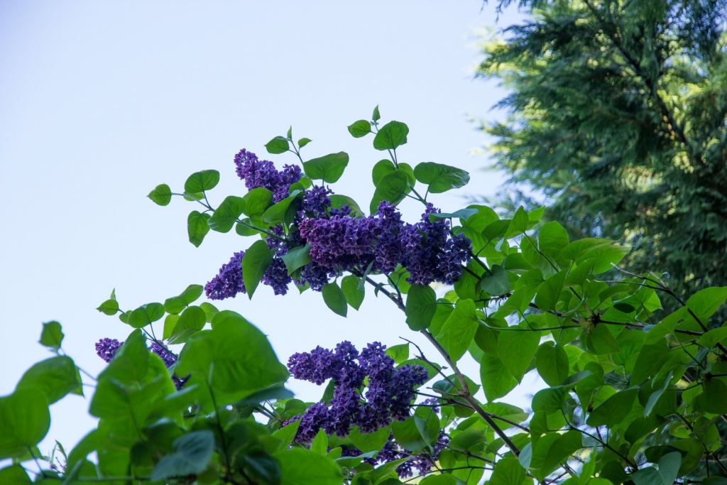 Фото Вилла Северин