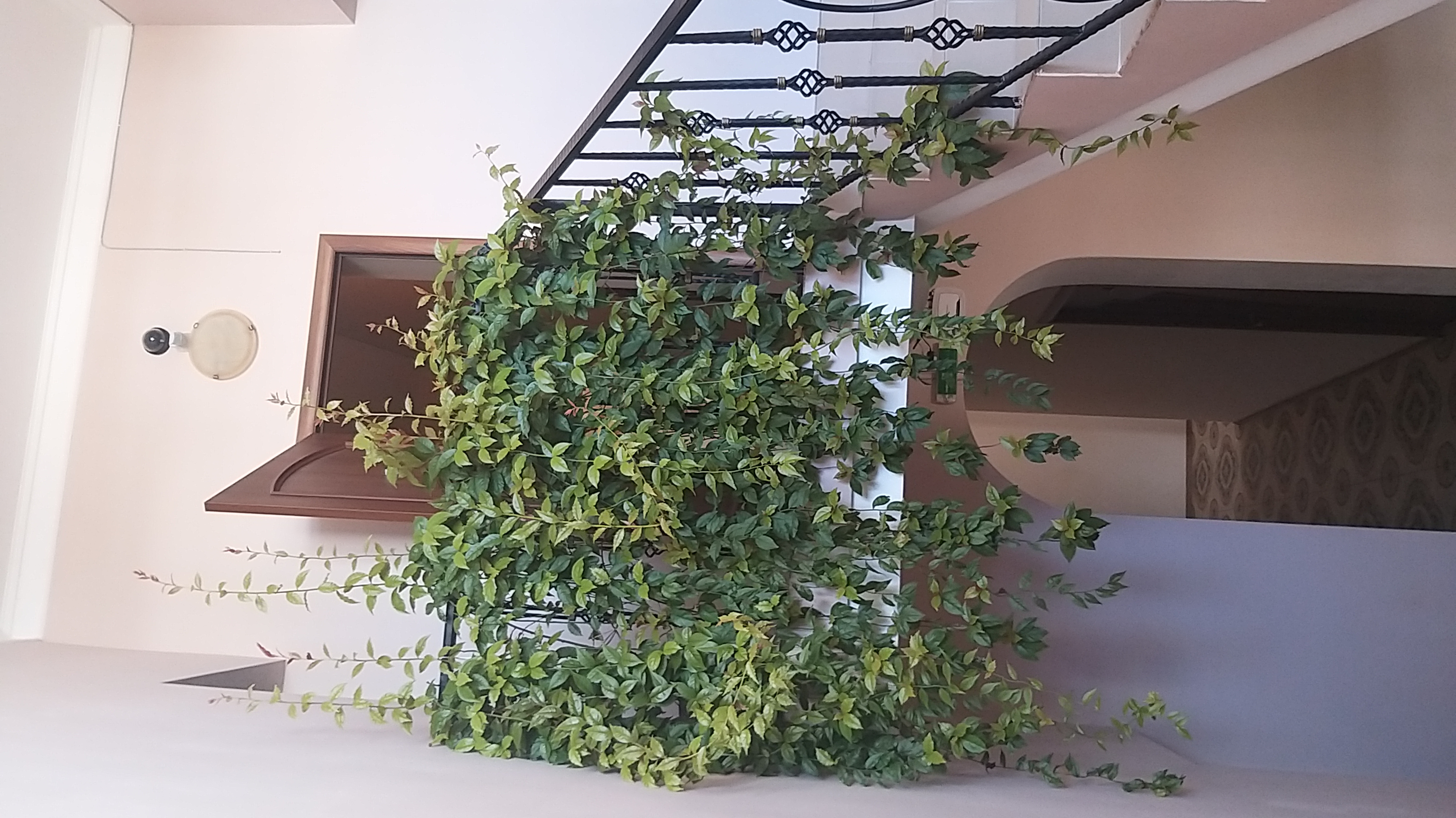 Фото Аурелия