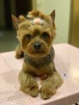 Grooming for dogs&cats (rabochiy posyolok Selyatino, Sportivnaya ulitsa, 5/1) ، صالون حيوانات أليفة