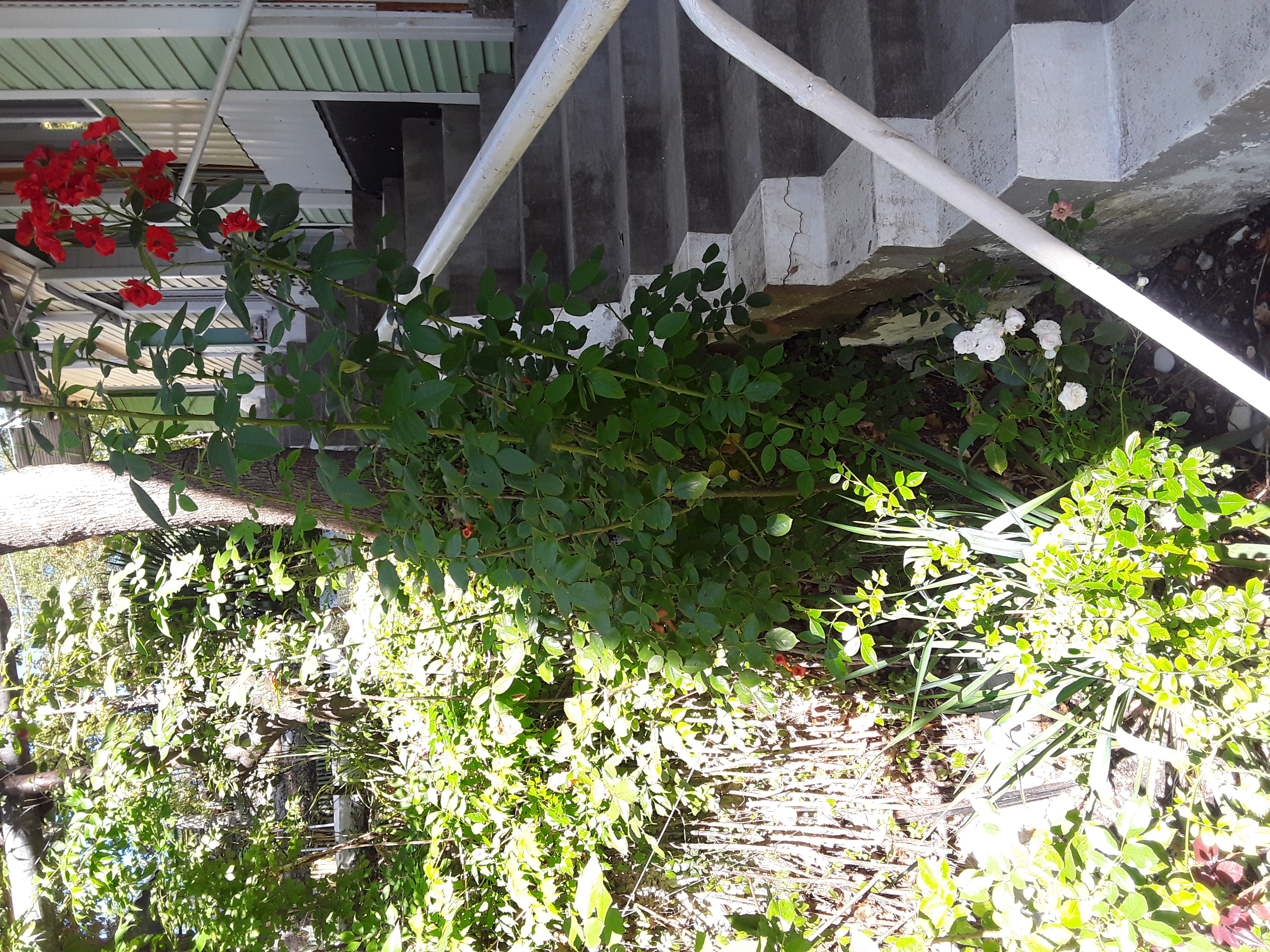 Фото Галина-чайка