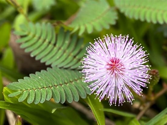 Hotel Hotel Cendrawasih, Jember, photo