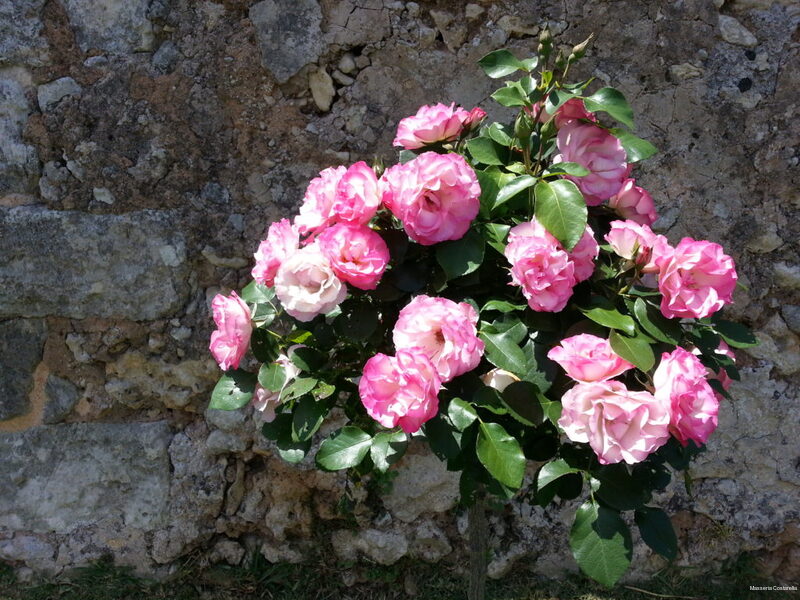 Фото Masseria Costarella