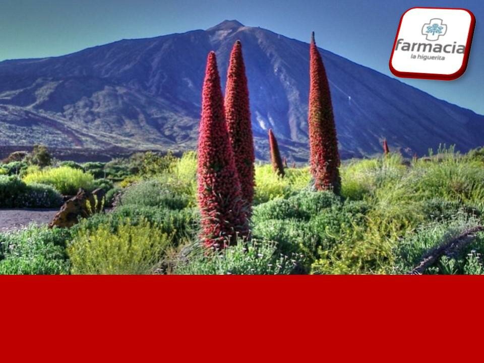 Pharmacy Farmacia la Higuerita, Canary Islands, photo