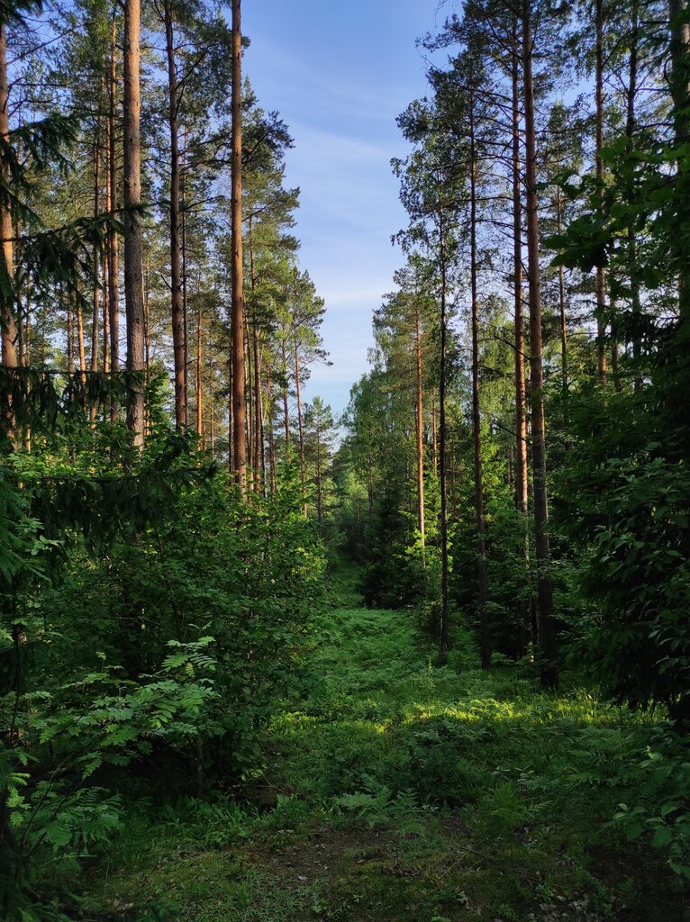 Nature reserve Respublikanski bijalahičny zakaznik Hliebkaŭka, Minsk District, photo