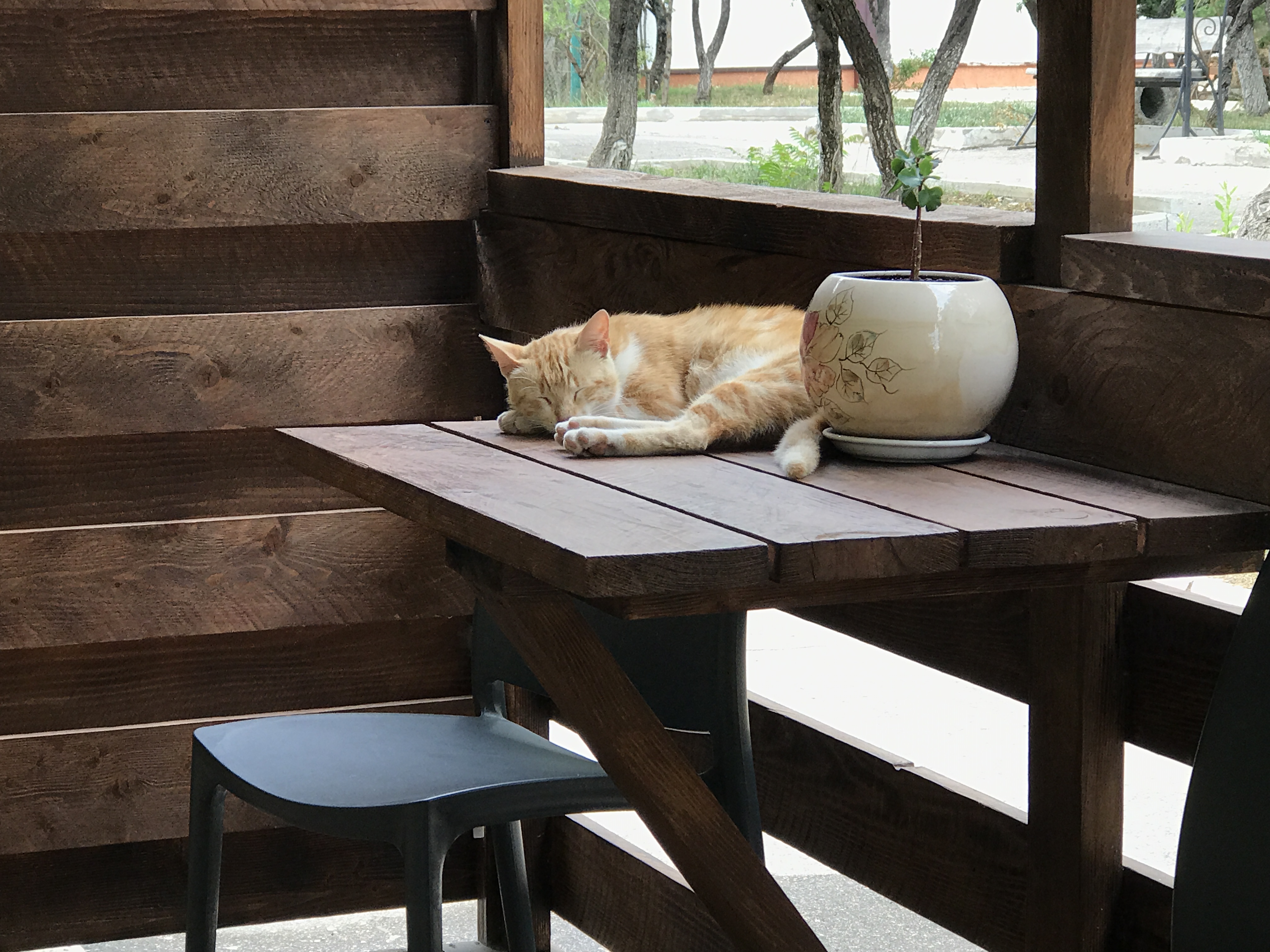 Фото Гнездо-Орловка