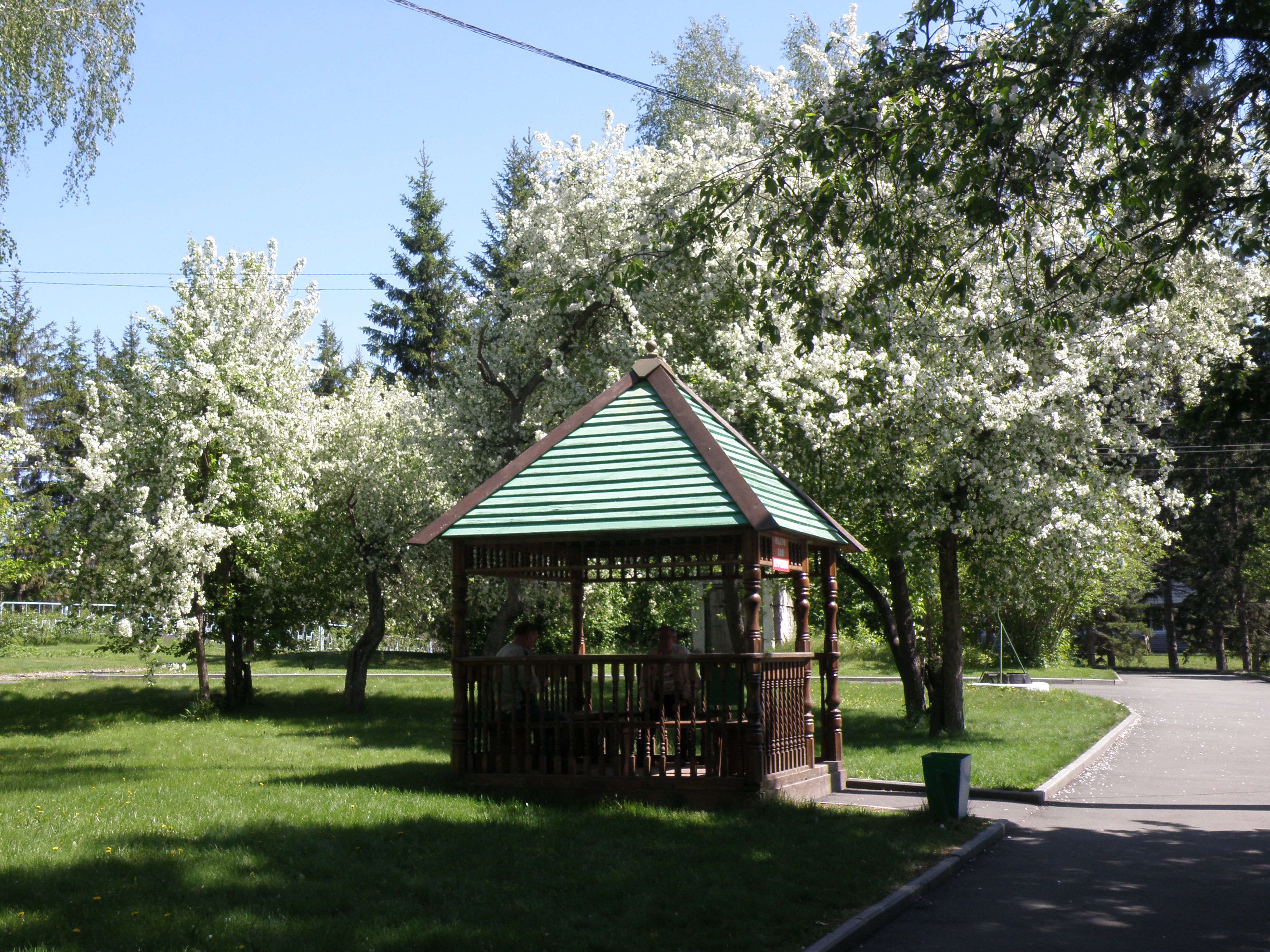 Фото Сосновый бор