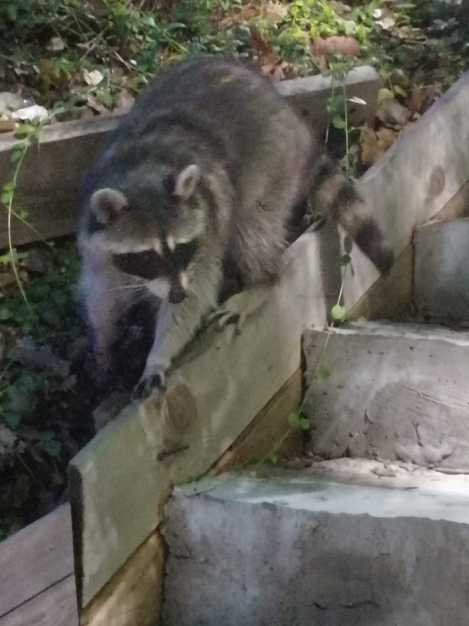 Фото Галина-чайка