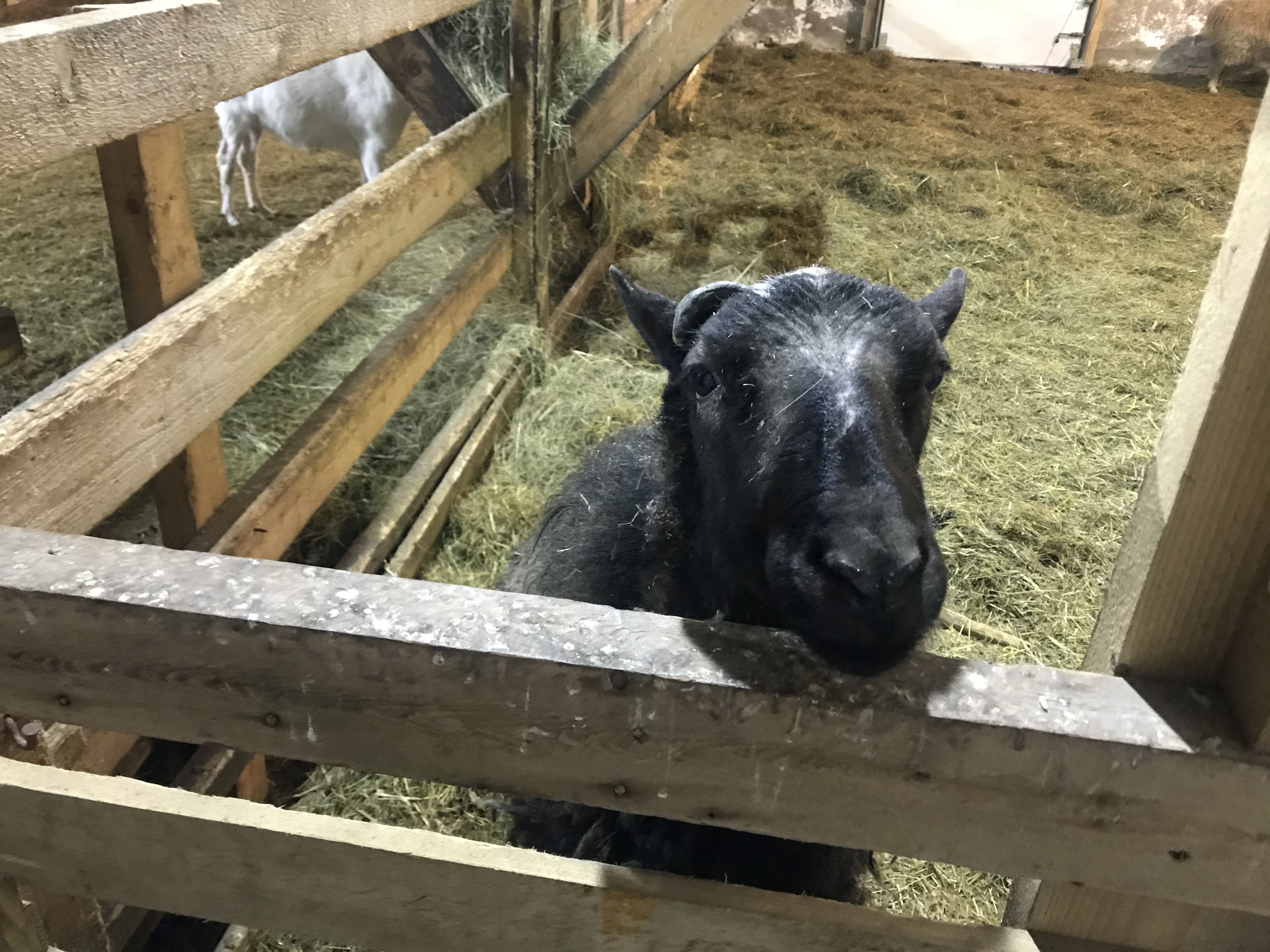 Фото Мурманская страусиная ферма