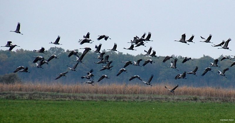 Фото Centrum Hotel Debrecen