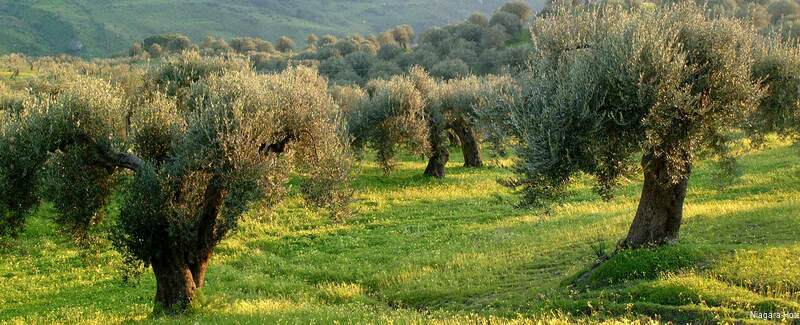 Фото Hotel Niagara Rimini