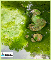 Фото Grand Hotel delle Terme