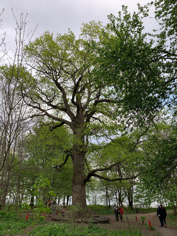 Карта воронежской нагорной дубравы