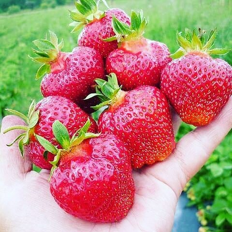 Клубника ариана описание сорта фото отзывы садоводов Berry. Fiona's strawberry plantation, greengrocery, Leningrad Region, Kirovskiy 