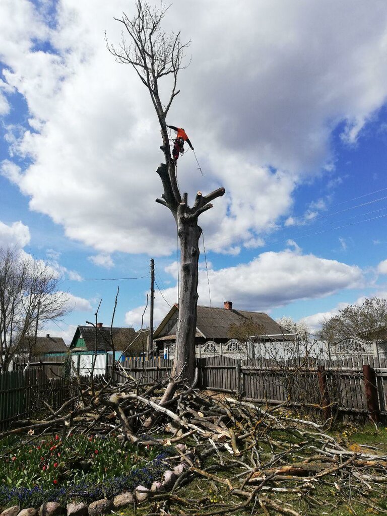 Embellecimiento urbano Removing and trimming trees. Clearing areas. Crowning. TreeService, , foto