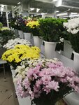 Tsvettorg48 (Germana Titova Street, 15), flower shop
