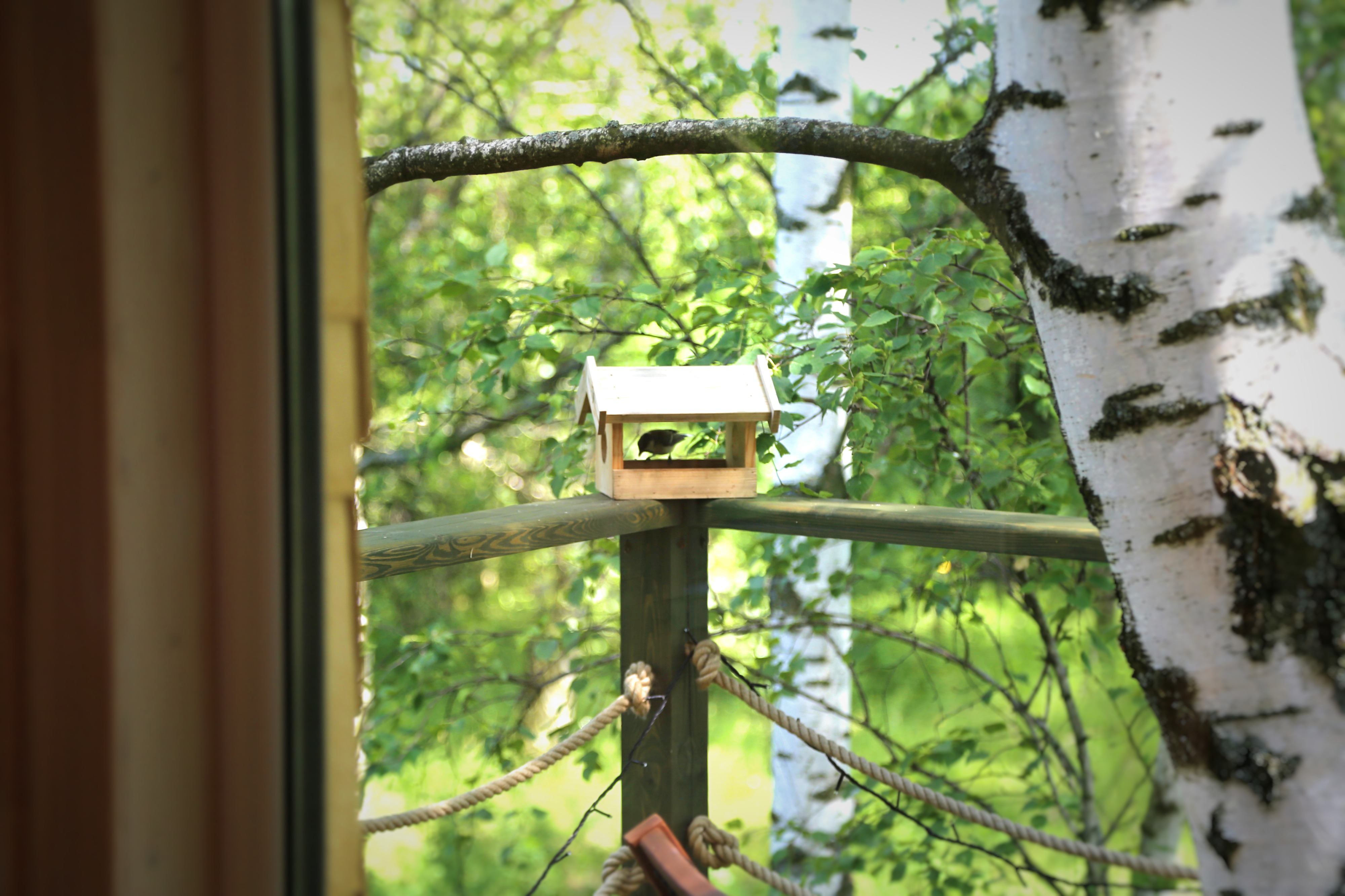 Фото Лапочкино гнездо Дома на деревьях