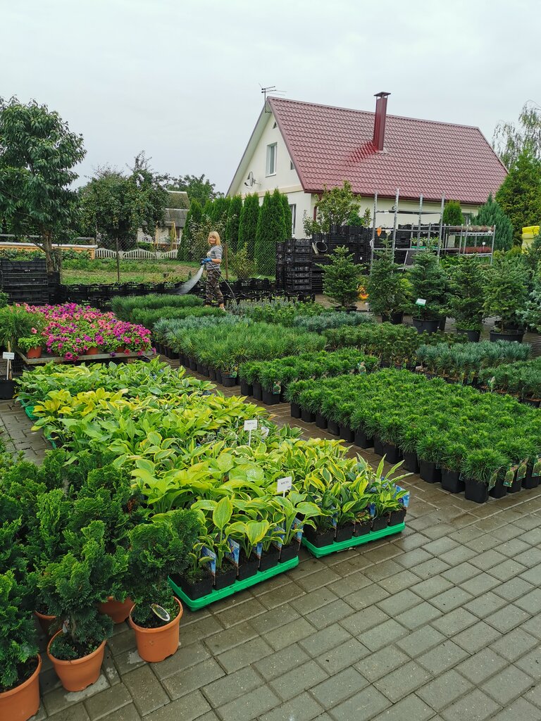 Garden center Питомник растений, Minsk District, photo