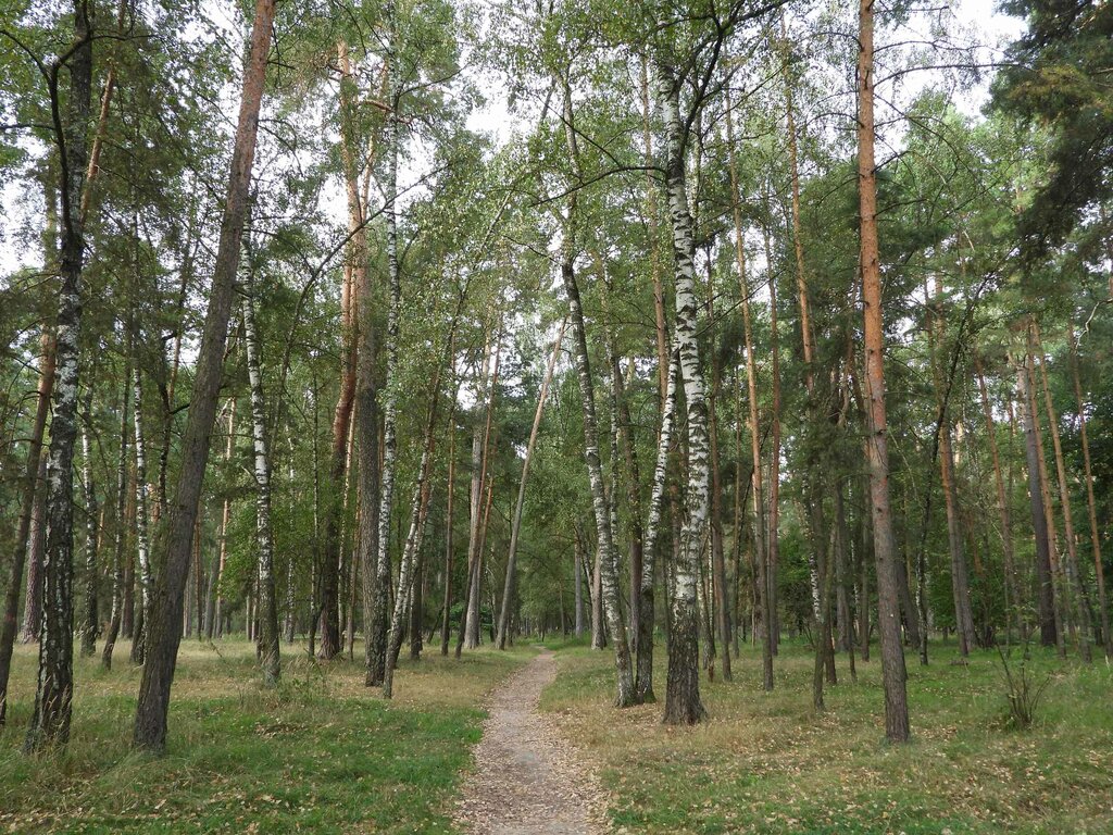 Mədəniyyət və istirahət parkı лесопарк Городской Бор, Serpuxov, foto