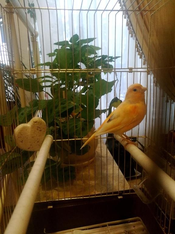 Фото Континенталь